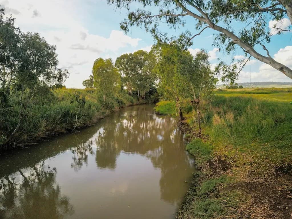 The Condamine at Warrego Farm, Junabee — river gums and reeds along the bank